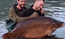 Al lago d'Endine pescata la più grande carpa mai certificata in Italia, che pesa oltre 35 chili