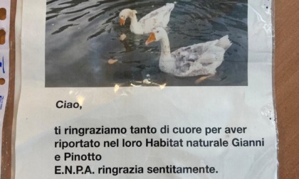 La vicenda di Gianni e Pinotto ad Alzano continua: ultimatum del custode delle oche