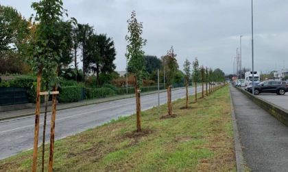 Un centinaio di nuovi alberi piantati a Treviolo dopo le rimozioni dovute al tarlo asiatico