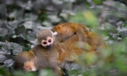 Al Parco Le Cornelle è nato un cucciolo di scimmia Saimiri, specie tutelata