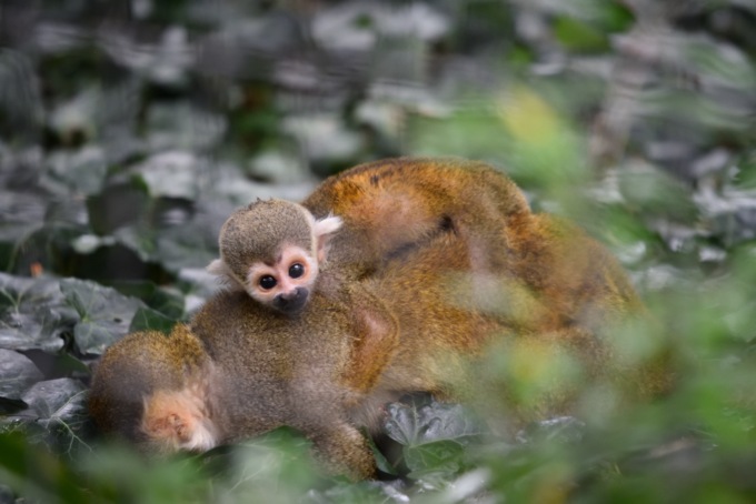 Al Parco Le Cornelle è nato un cucciolo di scimmia Saimiri, specie tutelata