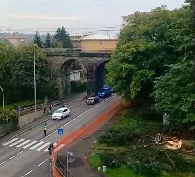 Proteste a Ponte San Pietro per gli alberi sacrificati per la nuova rotonda Zecchetti