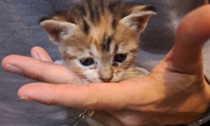 La colonia dei gatti di Azzano San Paolo ha bisogno dell'aiuto di tutti noi