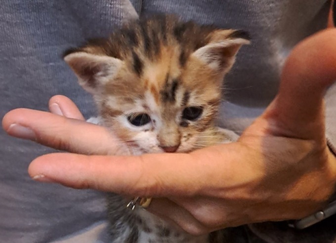 La colonia dei gatti di Azzano San Paolo ha bisogno dell’aiuto di tutti noi