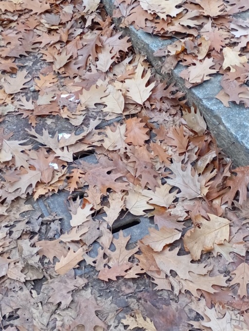 «Tante chiacchiere, zero fatti: via don Guanella di nuovo intasata di rami e foglie»