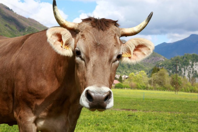 Incornato da una mucca a Trescore: era entrato nel recinto per recuperare i cani