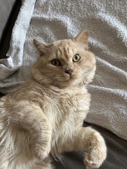 «Otto, il mio gattone, è scomparso da Sforzatica»: l’accorato appello della padrona