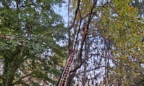 Resta incastrato con il parapendio su un albero ad Almenno San Bartolomeo