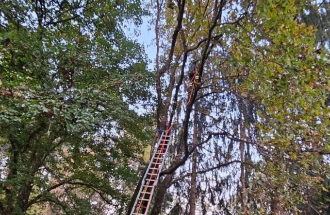 Resta incastrato con il parapendio su un albero ad Almenno San Bartolomeo