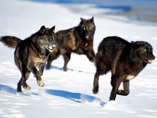 Il terrore in dialetto correva con la “cassa mórta”, muta infernale di cani