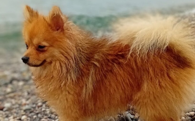 Carvico, volpino azzannato dal cane dei vicini: sotto shock la padroncina di 8 anni