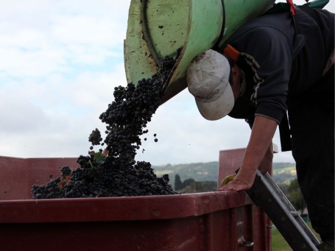 AntGran® per proteggere i vigneti dalla grandine: la rivoluzione high-tech di AXS M31