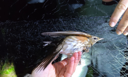 Sgominato traffico di uccelli da richiamo: venivano catturati di notte a Mozzanica