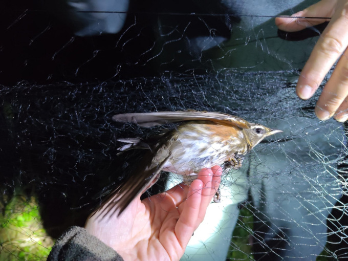 Sgominato traffico di uccelli da richiamo: venivano catturati di notte a Mozzanica