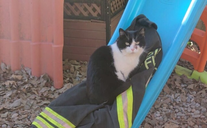 Abbandonano una gatta all’oasi felina di Ponte San Pietro, la salvano i Vigili del fuoco