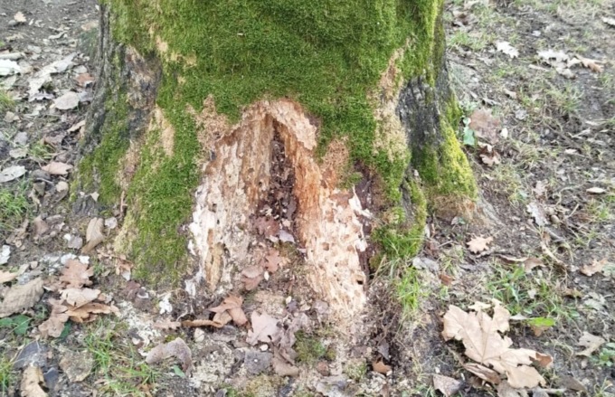 Parco Suardi, abbattimento di due alberi malati: un frassino e un pioppo