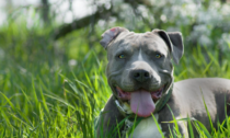 Dove è vietato l'Amstaff: presso gli allevamenti italiani puoi trovare un cucciolo di questa razza