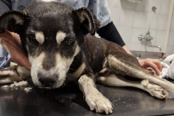 Cane gettato da un’auto in corsa tra Villongo e Credaro