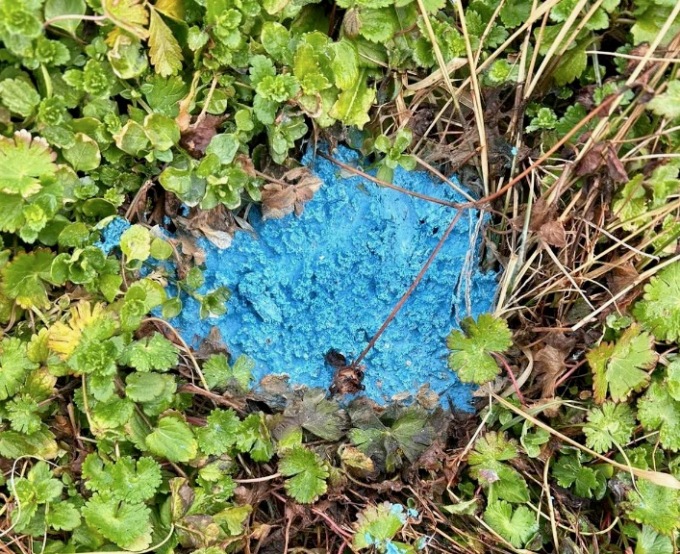 Torna l’incubo a Torre Boldone: trovato nuovamente del veleno per topi nel parco