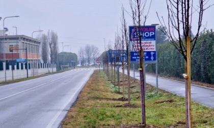 A Stezzano arrivano ventuno nuovi alberi lungo via Dante (e altri 32 al parco)