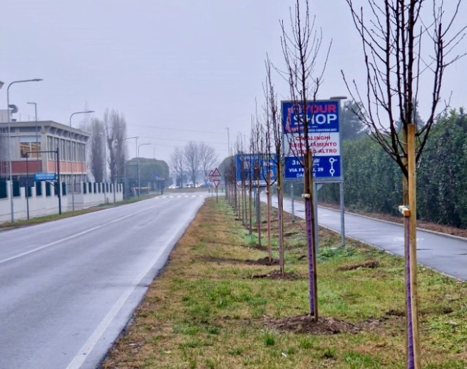 A Stezzano arrivano ventuno nuovi alberi lungo via Dante (e altri 32 al parco)
