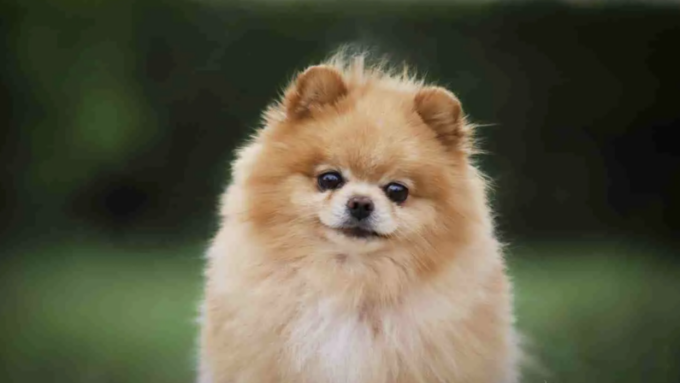Che differenza c’è tra lo Spitz e il Pomerania? L’allevatore professionista insegna