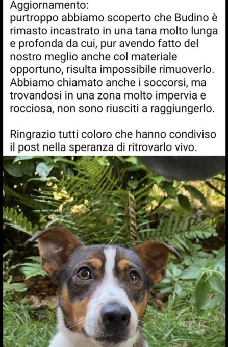 Zogno, interviene il detective degli animali domestici: il cane Budino non è bloccato in una tana