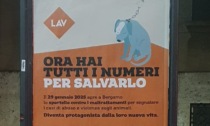 L'associazione animalista Lav apre uno sportello a Bergamo contro i maltrattamenti