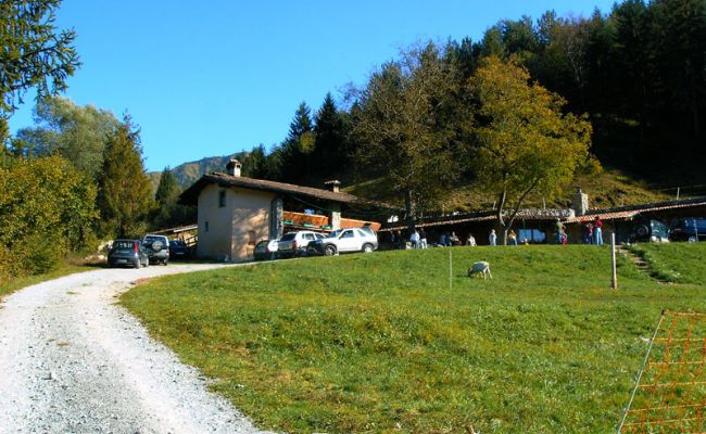 Due vitelli sbranati da un orso in alpeggio, l’allevatore «Dovremo cambiare strategia»
