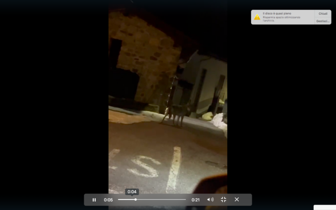Avvistato un lupo che trotterella nell’abitato e tra le vie di Schilpario: il video