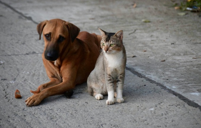 Anche a Bergamo c’è una battaglia quotidiana contro l’abbandono degli animali