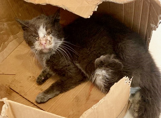 Gatto investito a Nembro vicino all’Esselunga, solo una donna si è fermata per salvarlo