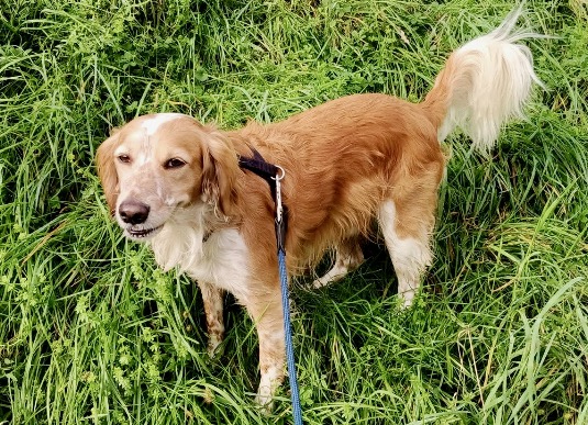 Che coraggio il piccolo Aci, il cane che ha sventato un furto in casa ad Alzano