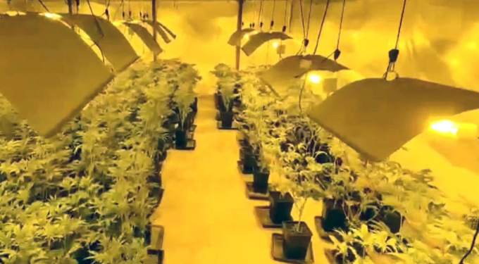 Scoperta una serra clandestina di marijuana a Boltiere, arrestati due giovani albanesi
