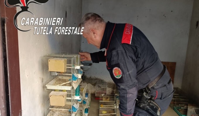 Canarini “sfrattati” e un gheppio in gabbia: salvati dai Carabinieri della Forestale