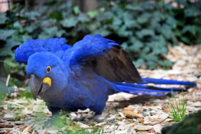 Le Cornelle di Valbrembo accolgono con la primavera il pappagallo Indigo e i marabù Renato e Clotilde