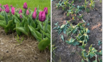 Tulipani di Astino distrutti dai vandali. Ma l'evento di raccolta è confermato per sabato