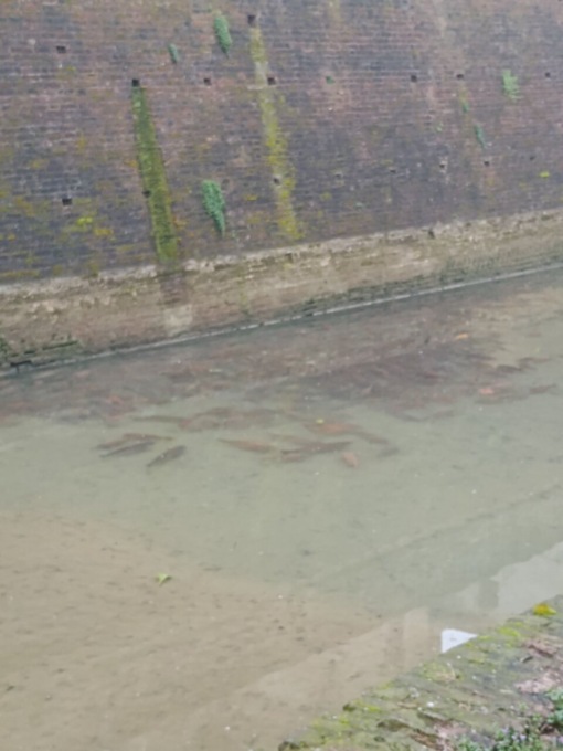 Pesci a rischio nel fossato del castello di Pagazzano, il sindaco: «Non moriranno»