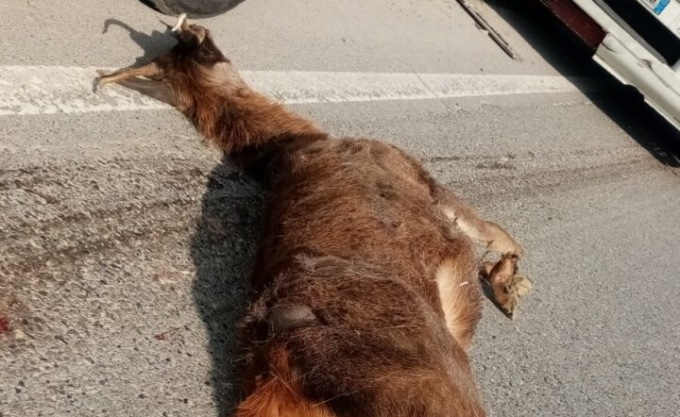 Investito un cervo a Covo: travolto da un tir sulla tangenzialina verso Antegnate