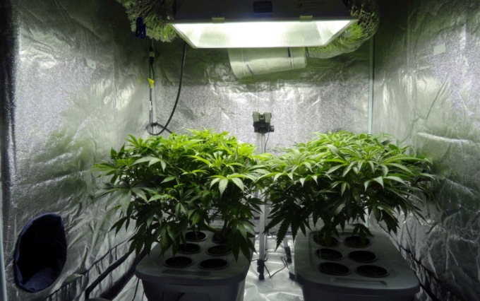 Marijuana in serra e dosi pronte per lo spaccio, operazione dei carabinieri a Gandino