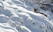 Voleva sterminare i lupi con bocconi avvelenati, fermato in Val Seriana