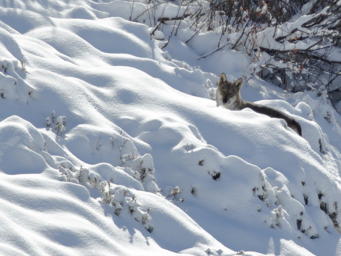 Voleva sterminare i lupi con bocconi avvelenati, fermato in Val Seriana