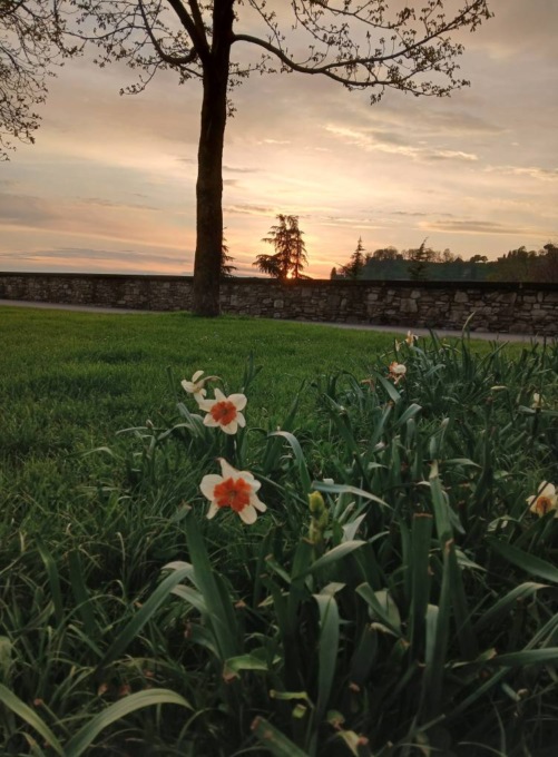 Bergamo si fa bella: dalla città alla periferia piantati decine di migliaia di narcisi