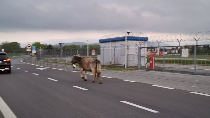 Spunta una mucca contromano (in tangenziale) tra gli aerei e le code di Orio