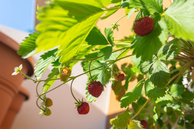 Frutteti domestici? Fragola e lampone possono dare grandi soddisfazioni