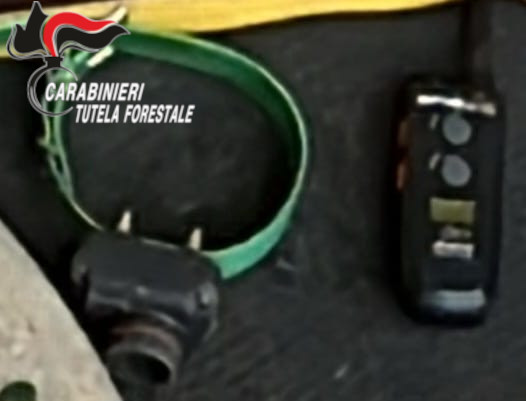 Addestrava il cane con collare elettrico e bacchetta di legno a Taleggio: deferito alla Procura