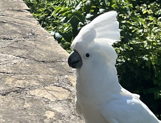 Avvistato un bellissimo pappagallo in via Astino, «magari qualcuno lo sta cercando»