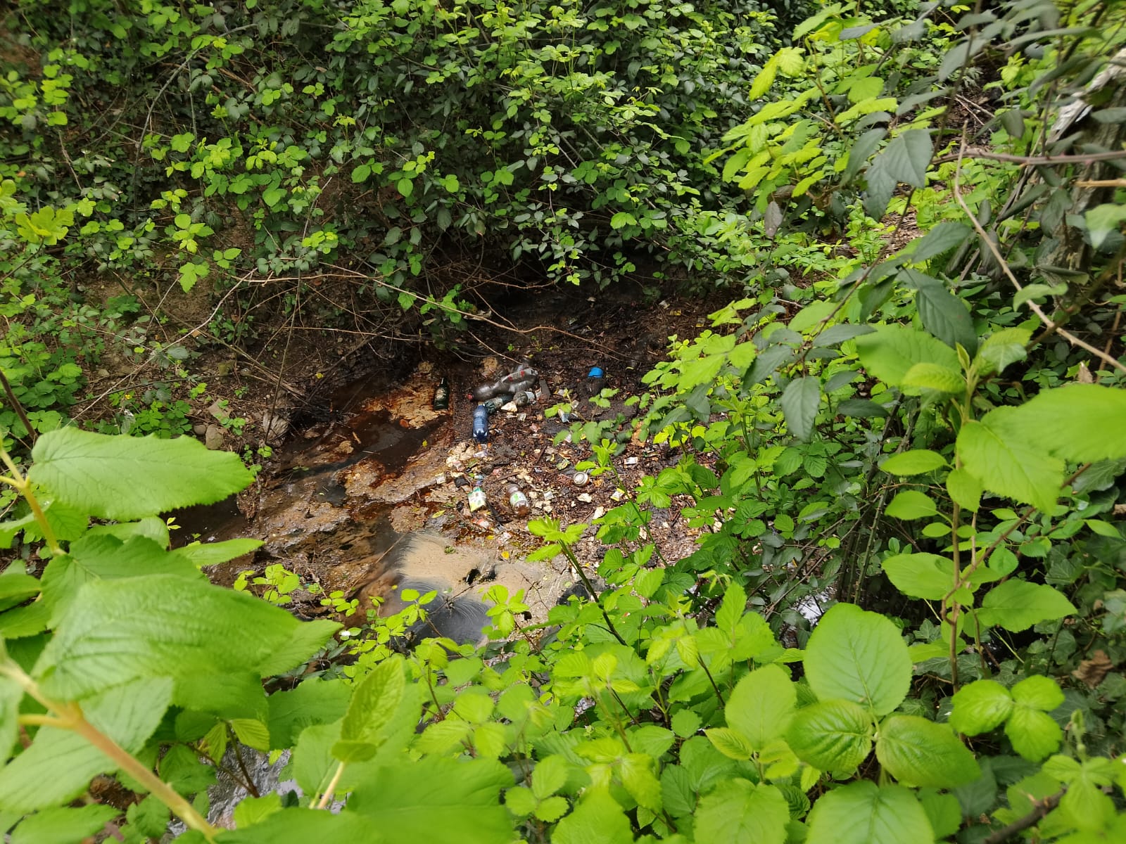 bosco delle m,agnolie laghetto