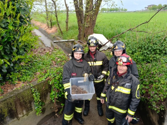 Tre dolci cuccioli di volpe intrappolati in un canale a Cortenuova, salvati dai pompieri