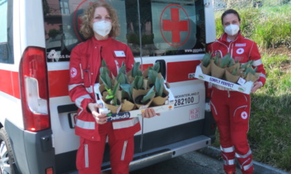 Un bouquet di tulipani freschi, per aiutare la Croce Rossa: torna l'iniziativa con Tulipania